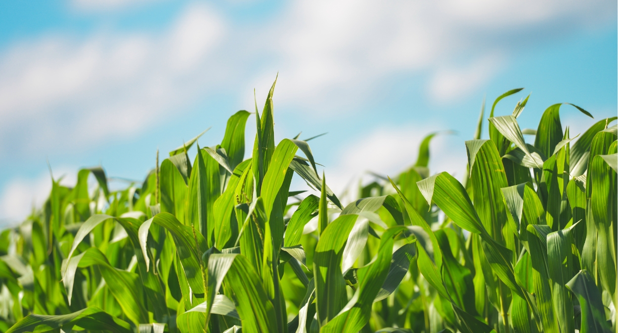 Expoagro Dourados 2024 (imagem: Canva)