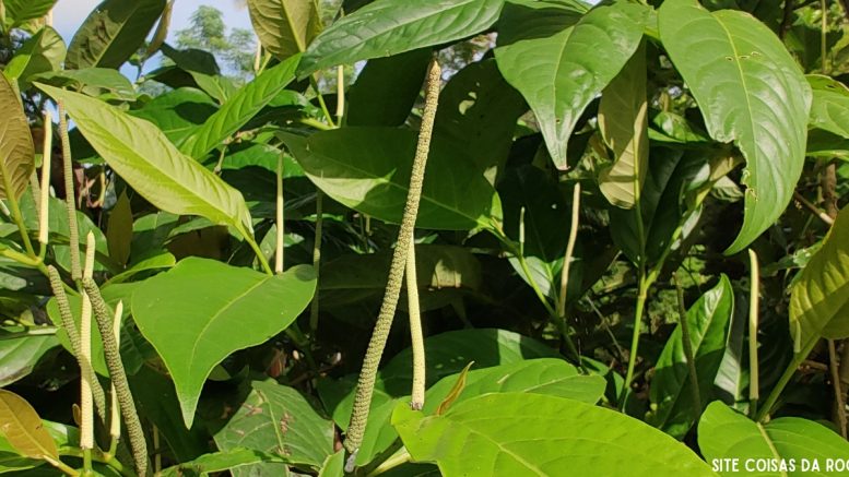 Jaborandi-falso: arbusto com várias aplicações medicinais (imagem: Evandro Marques)