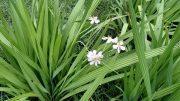 Lírio Folha de Palmeira – Flor com várias propriedades medicinais (imagem: Evandro Marques - Coisas da Roça)