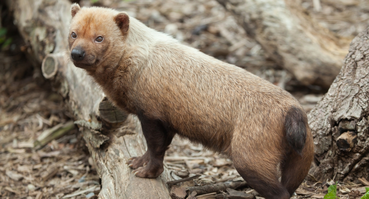 Cachorro-vinagre (imagem: Canva)