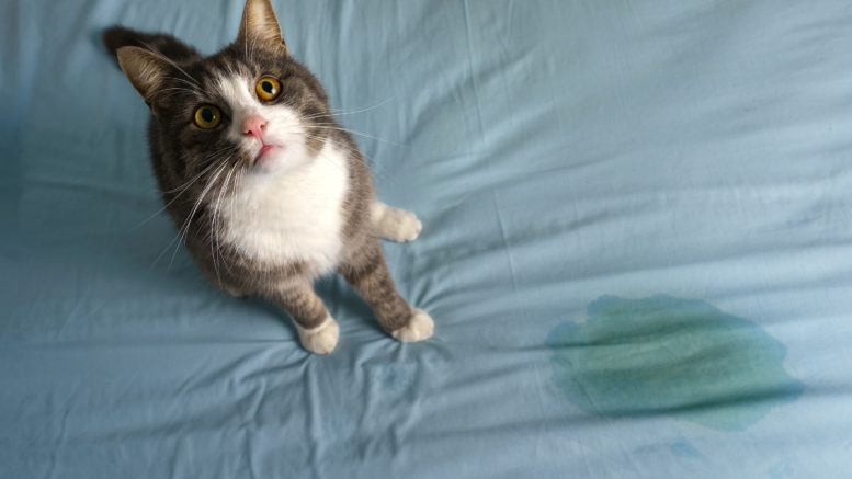 Como tirar cheiro de xixi de gato: Dicas e soluções eficazes (imagem: Canva)