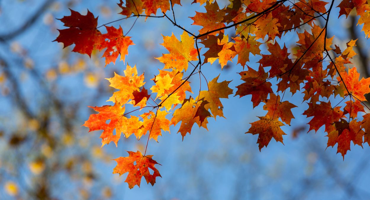 Outono (imagem: Canva)
