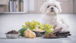 Cachorro e uvas (imagem: Canva)