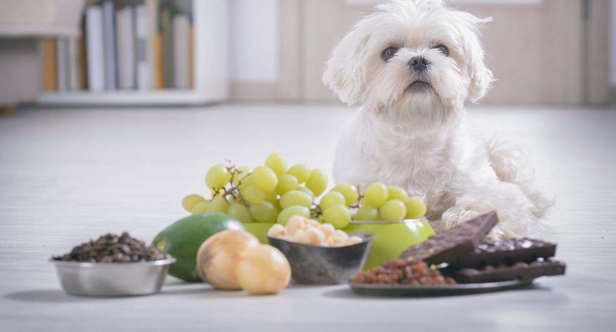 Cachorro e uvas (imagem: Canva)
