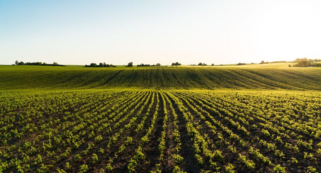 Feira Agropecuária (imagem: Canva)
