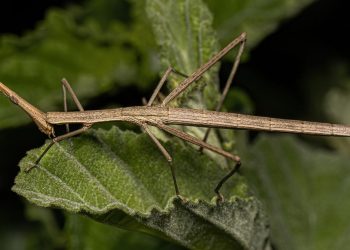 Mané Mago (imagem: Canva)