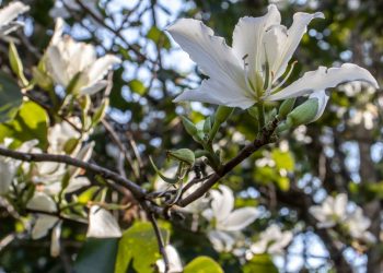 Pata de vaca (imagem: Canva)