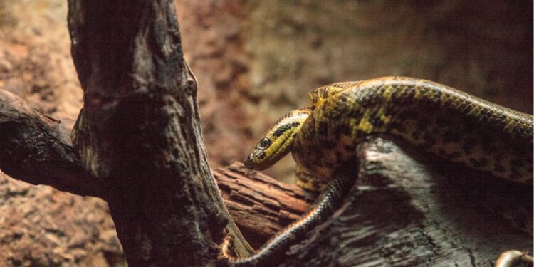 Sucuri-amarela (imagem: Lagunatic Photo - Getty Images via Canva)