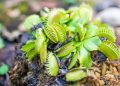 Dionaea (imagem: Canva)