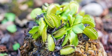 Dionaea (imagem: Canva)