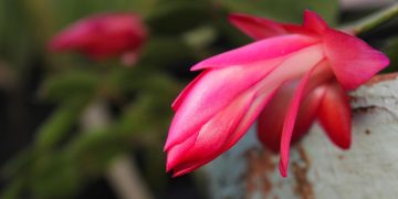 Flor de Maio (imagem: Canva)