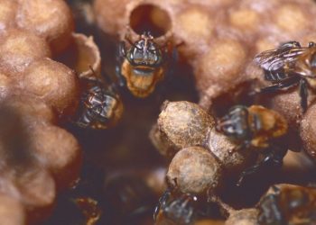 Melipona bicolor (imagem: Wikimedia Commons)