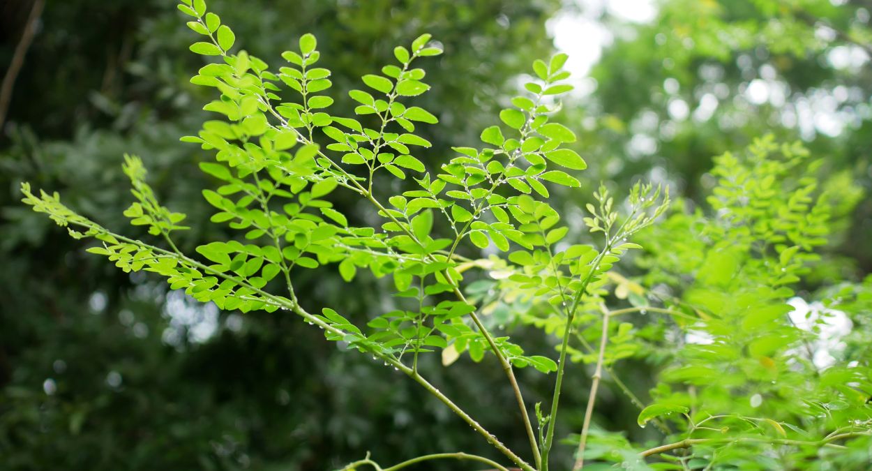 Moringa (imagem: Canva)