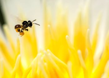 Abelha lambe-olhos: a menor abelha do mundo