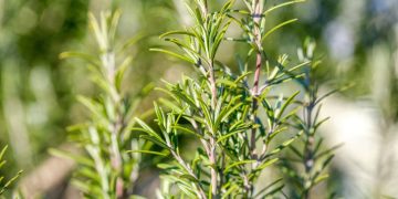 Alecrim (imagem: Canva)