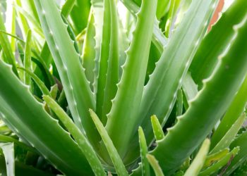 Babosa (imagem: Canva)