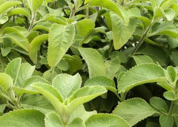 Boldo chileno (imagem: Canva)