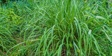 Citronela (imagem: Canva)