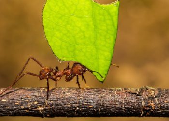 Formiga cortadeira (imagem: Canva)
