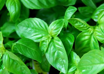 Como fazer o chá de manjericão?