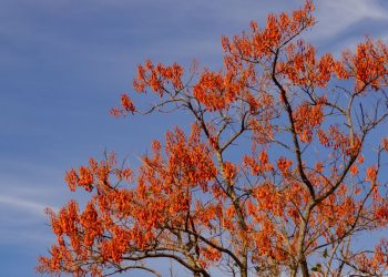 Chá de mulungu emagrece? Veja a resposta