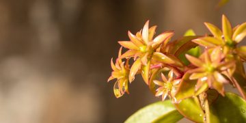 Benefícios do Ora-pro-nobis: veja para que serve e como utilizar