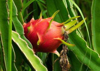 Pé de Pitaya (imagem: Canva)