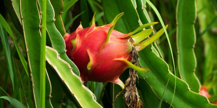 Pé de Pitaya (imagem: Canva)