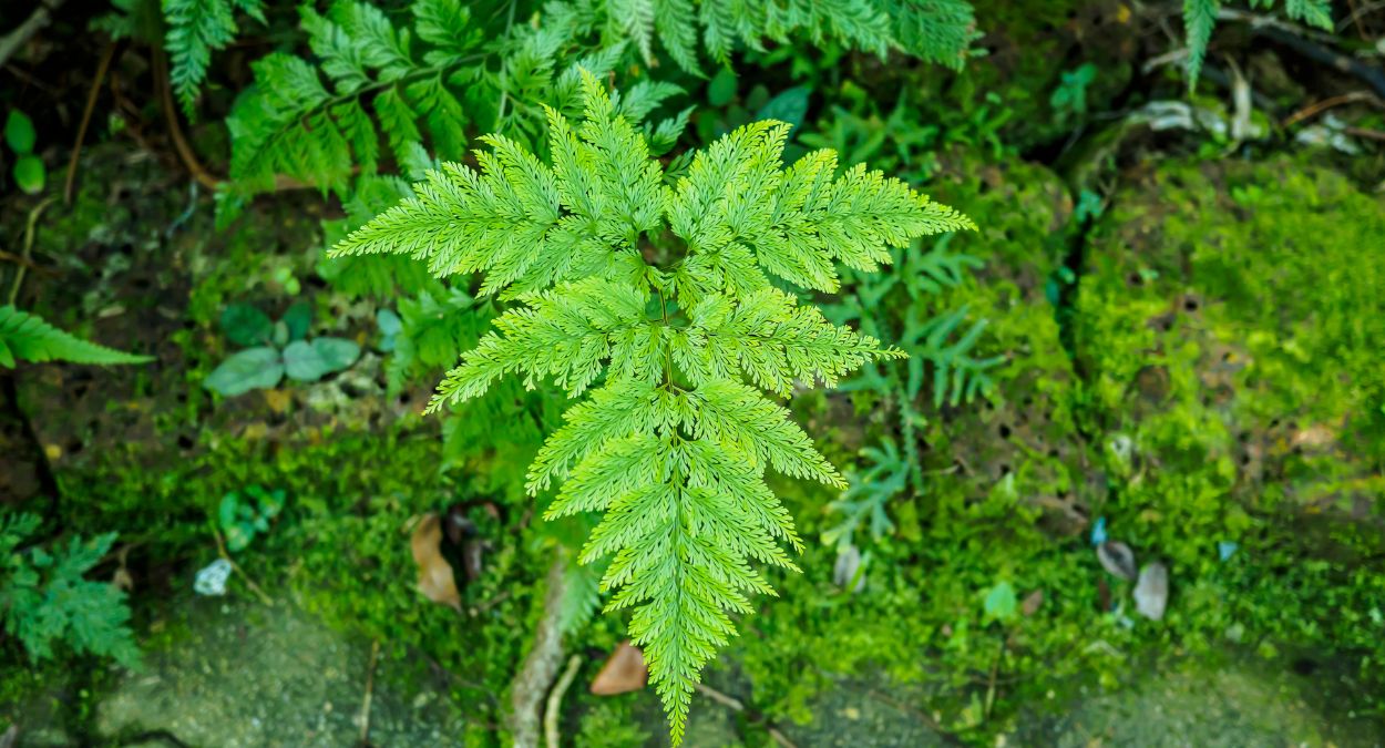 Planta renda portuguesa (imagem: Canva)