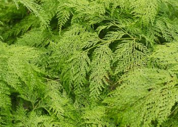 Renda portuguesa (imagem: Canva)