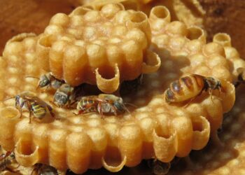 Como capturar abelha sem ferrão? Guia completo