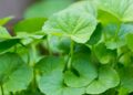 Benefícios da Centella Asiática, plantinha repleta de benefícios à saúde