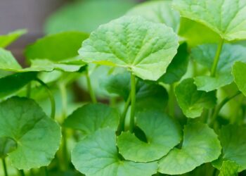 Benefícios da Centella Asiática, plantinha repleta de benefícios à saúde