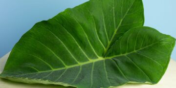 Folha de taioba (imagem: Canva)
