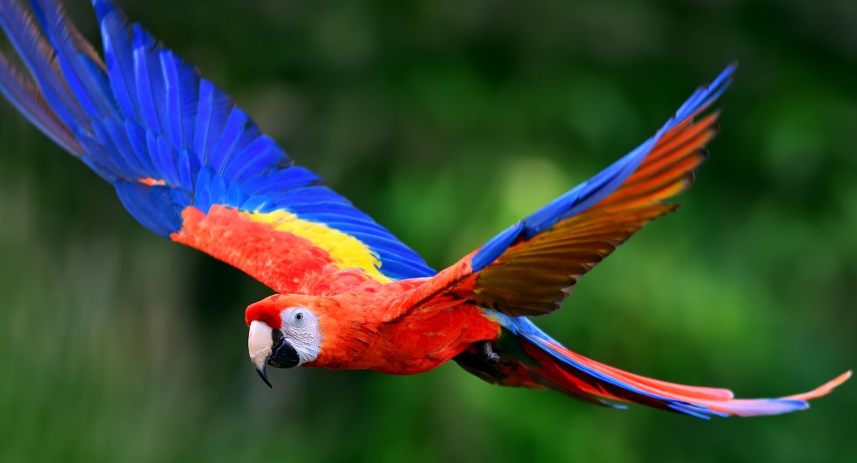 Arara vermelha (imagem: Canva)