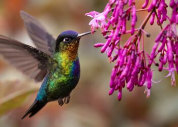 Beija flor (imagem: Canva)