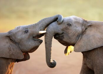 Elefantes brincando (imagem: Canva)