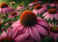Echinacea: para que serve e quais são os benefícios?