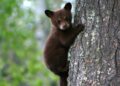 Filhote de Urso (imagem: Canva)