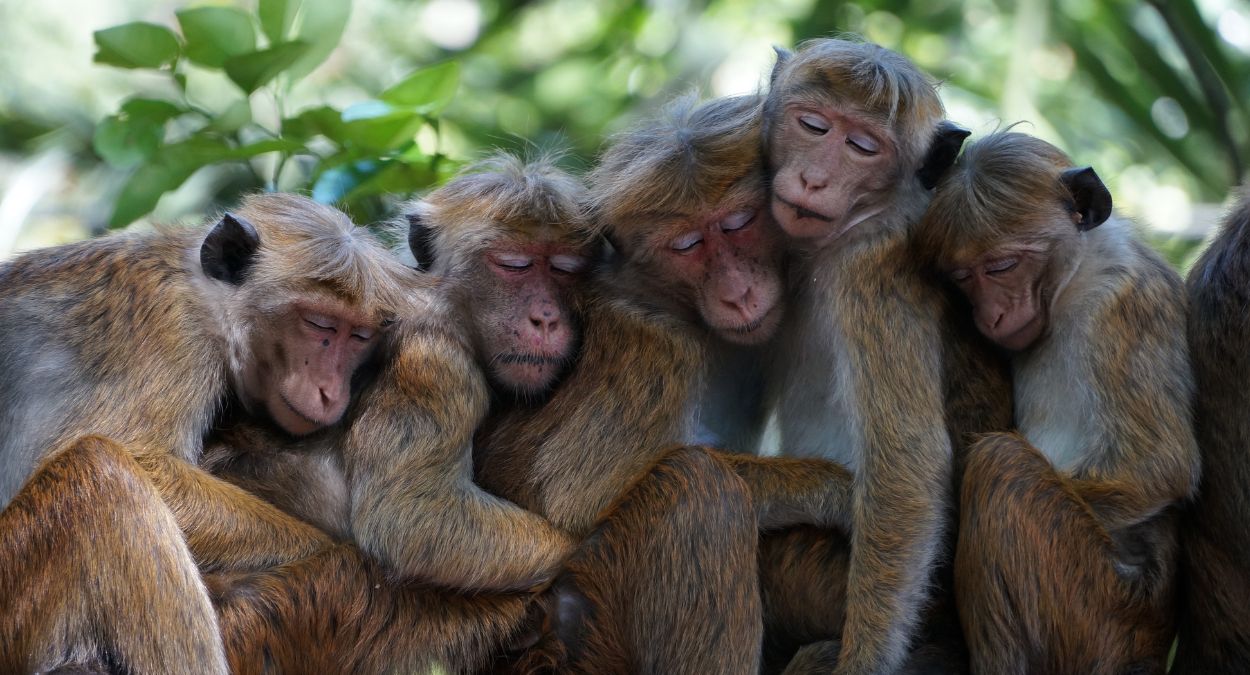 Macacos (imagem: Canva)