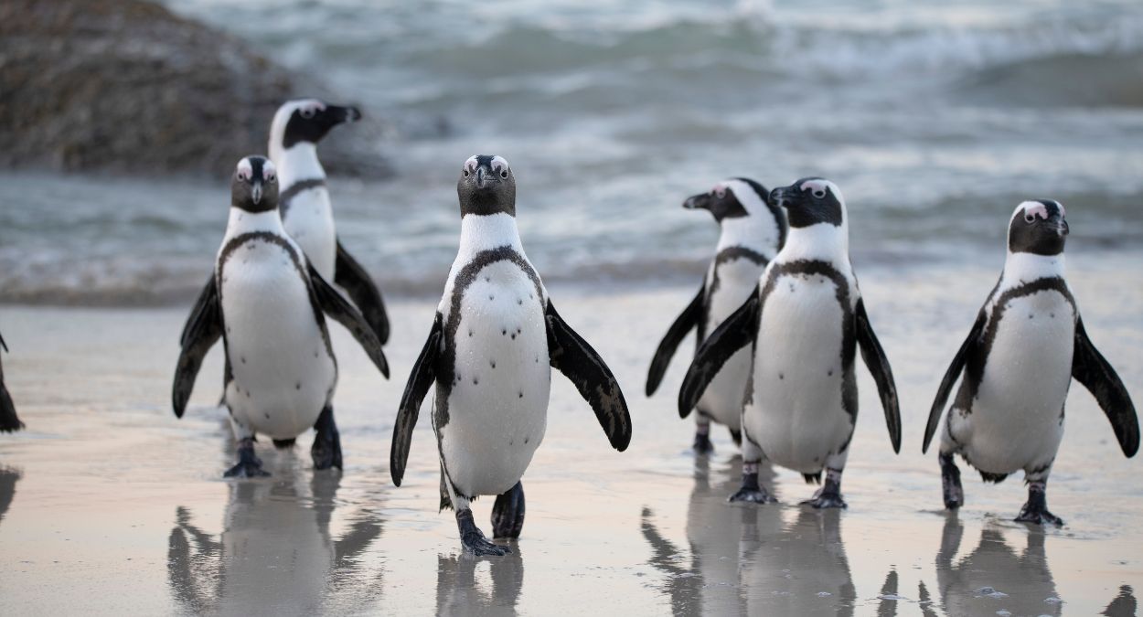 Pinguins (imagem: Canva)