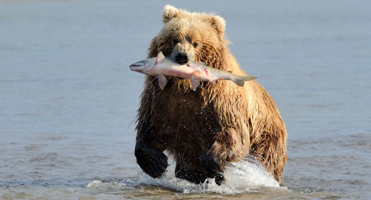 Urso (imagem: Canva)