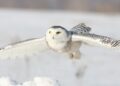 Coruja da neve (imagem: Canva)