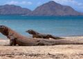 Dragões de Komodo (imagem: Canva)