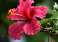 Hibisco (imagem: Canva)