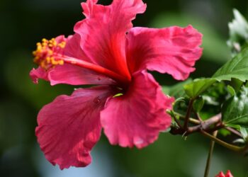 Hibisco (imagem: Canva)