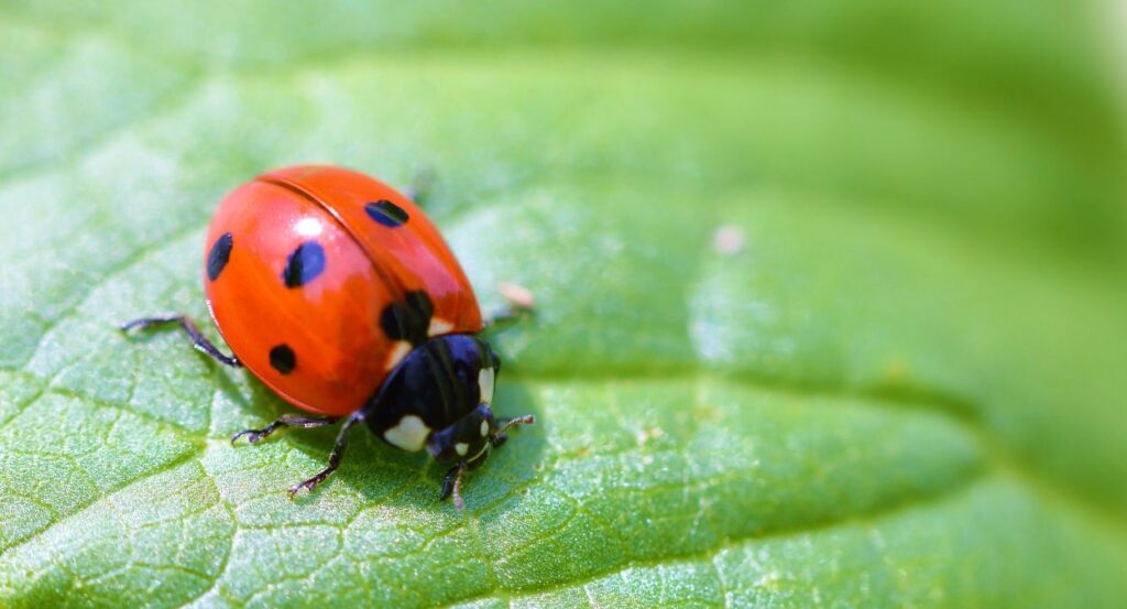 10 Curiosidades sobre as joaninhas que você não fazia ideia