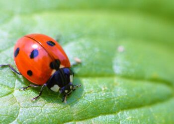 10 Curiosidades sobre as joaninhas que você não fazia ideia