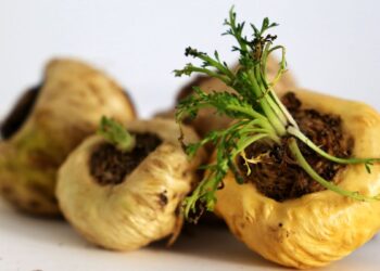 Maca negra (imagem: Canva)