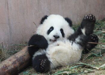 Panda filhote (imagem: Canva)